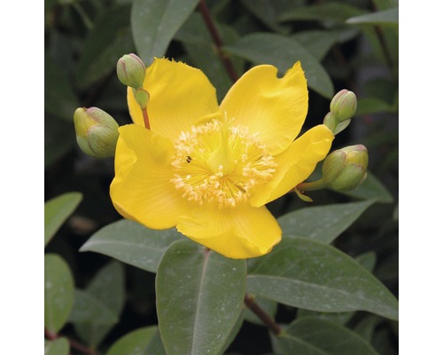 Grootbloemige Sint-Janskruid FloraSelf Hypericum patulum 'Hidcote' H 30-40 cm Co 4 L