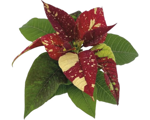 Mini Poinsettia Primero FloraSelf Euphorbia pulcherima Ø 6 cm pot