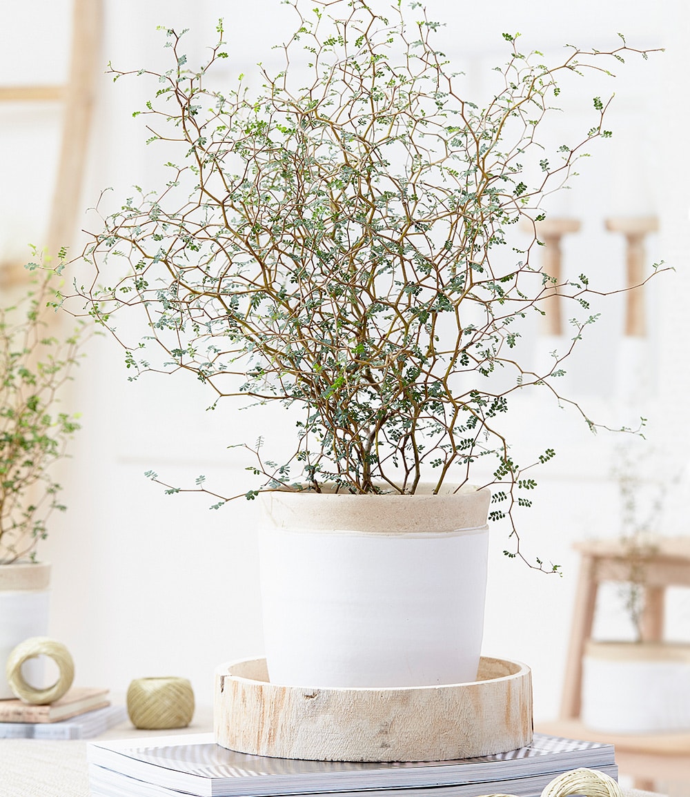 Maori® Sophora Cotoneaster 'Little Baby'