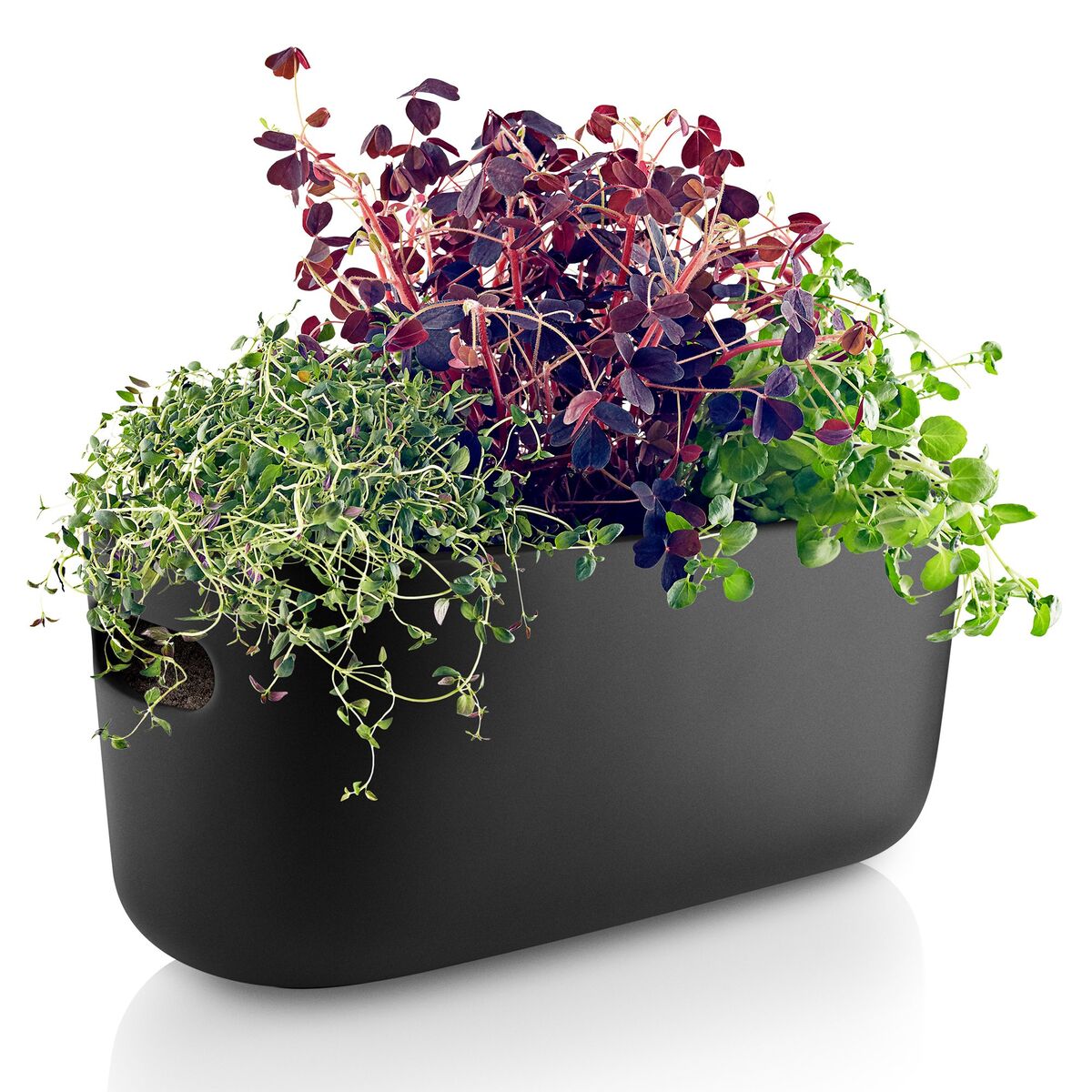 Selvvannende Herb Organiser Svart