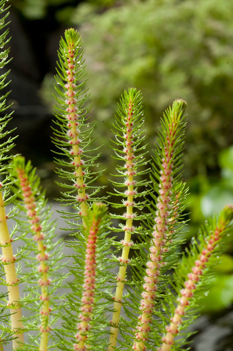 Vederkruid (Myriophyllum crispata) D 11 H 22 cm