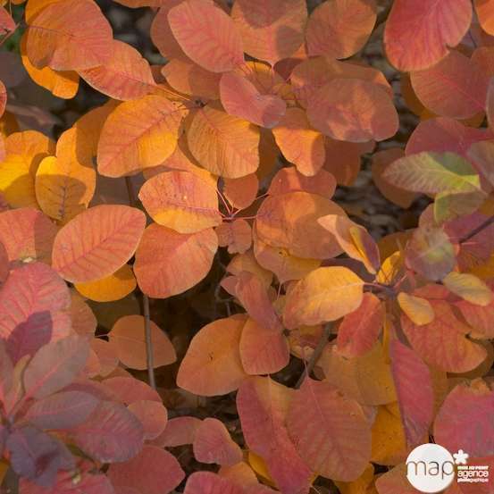 Cotinus x ' Grace ' : H 40/60 cm : ctr 4 litres