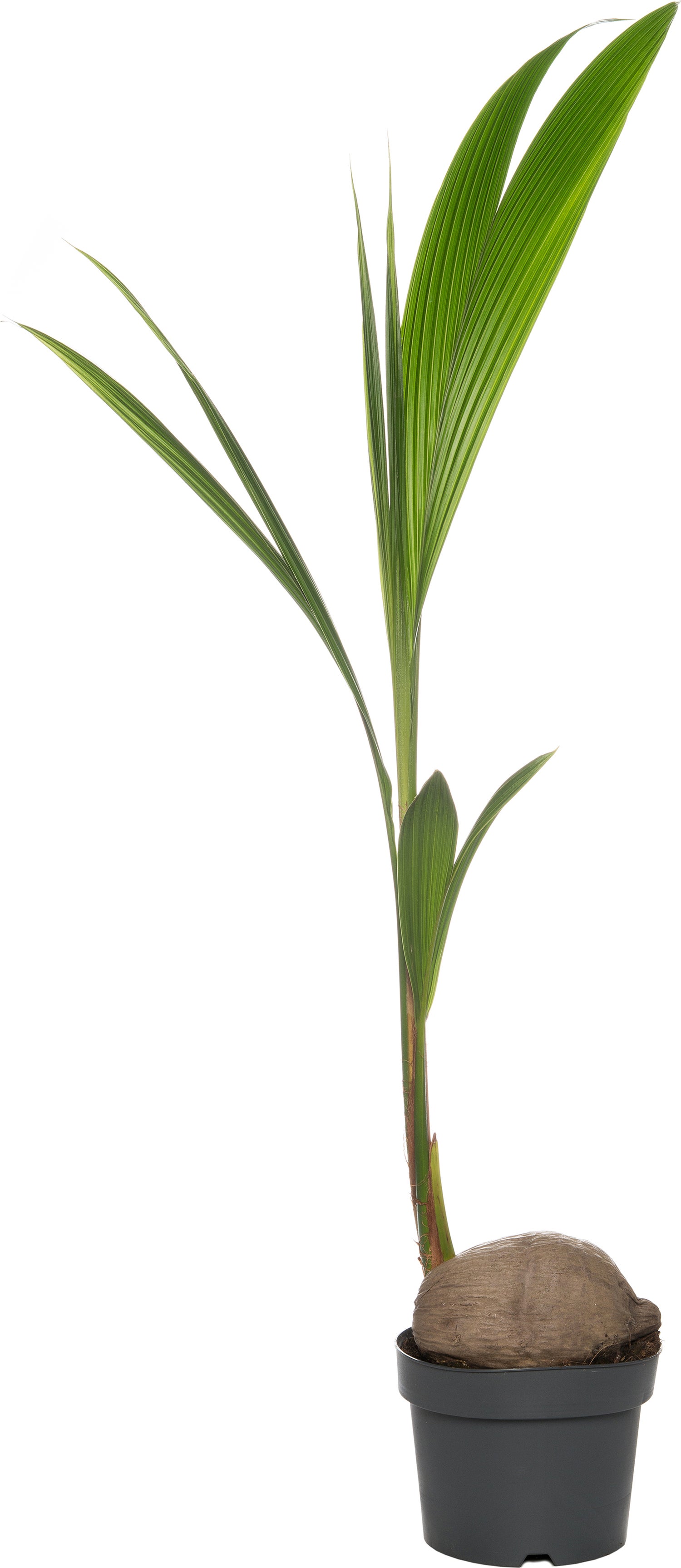 Kokospalm (Cocos nucifera) D 19 H 120 cm