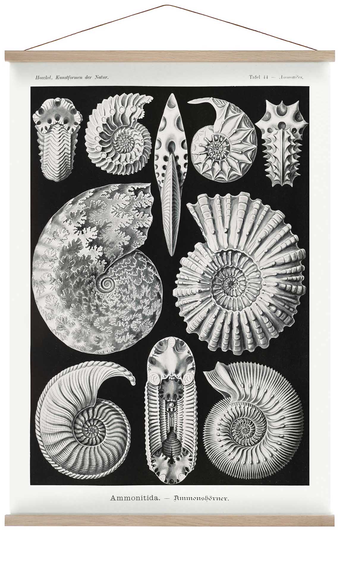 Ammonitida von Ernst Haeckel