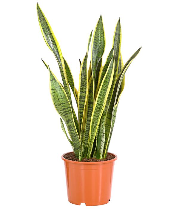 Bogenhanf - Sansevieria trifasciata var.