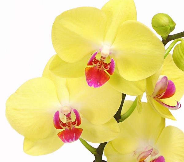 Schmetterlingsorchidee - Phalaenopsis