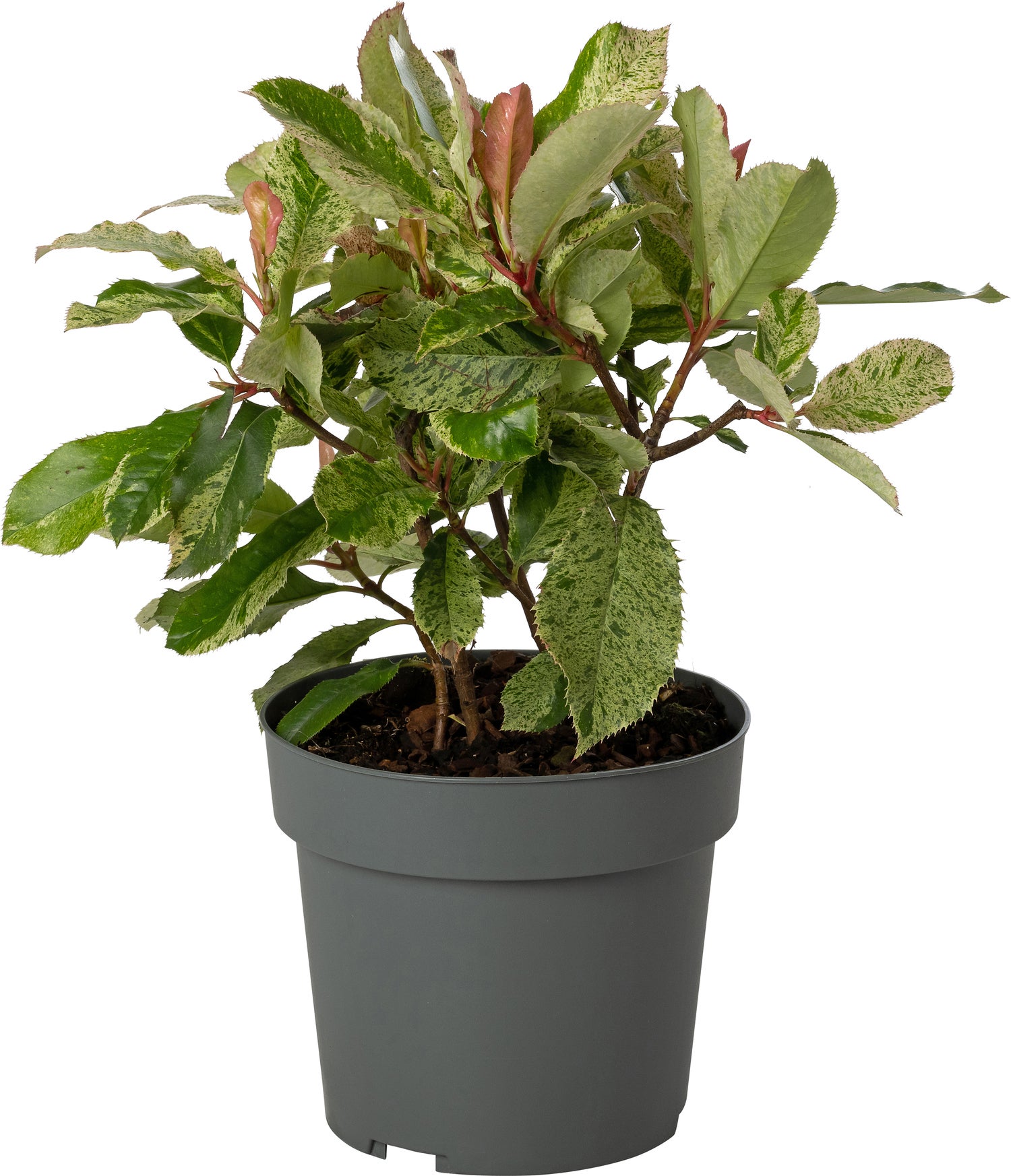 Glansmispel (Photinia x fraseri 'Pink Crispy') D 19 H 30 cm