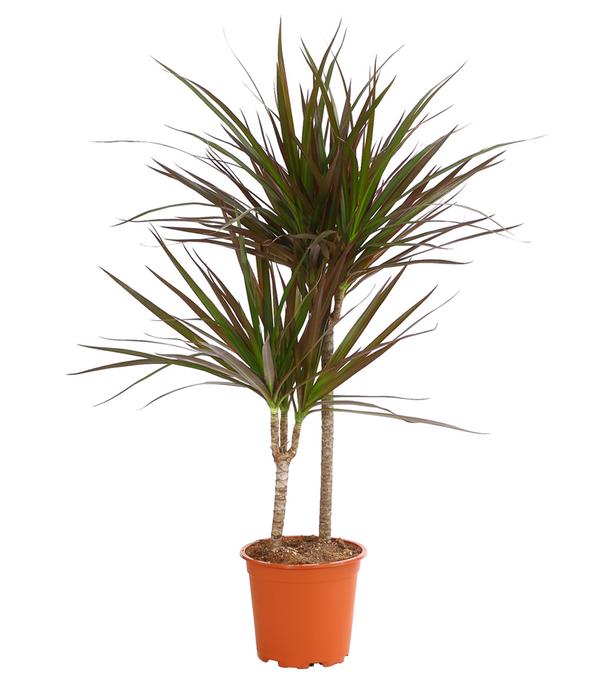 Drachenbaum - Dracaena marginata 'Magenta'