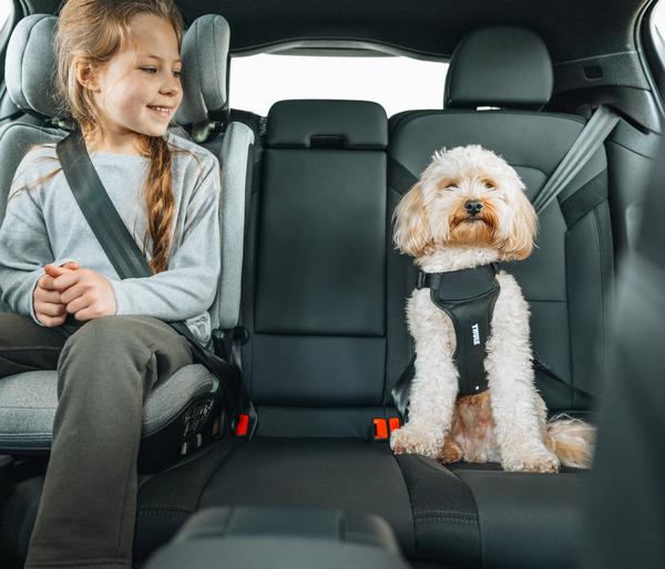THULE® Hundegeschirr für Autos Cappy