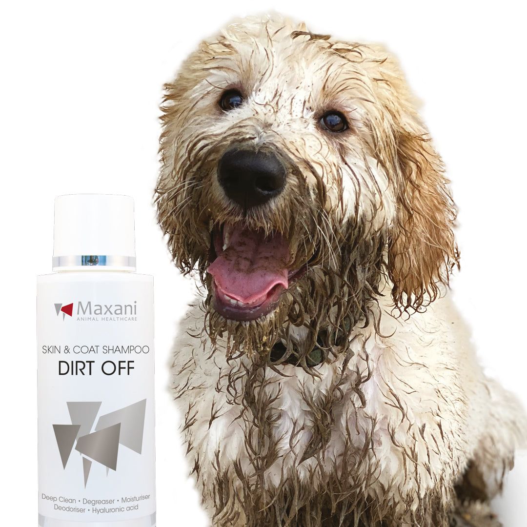 Maxani Dirt Off Skin & Coat Shampoo