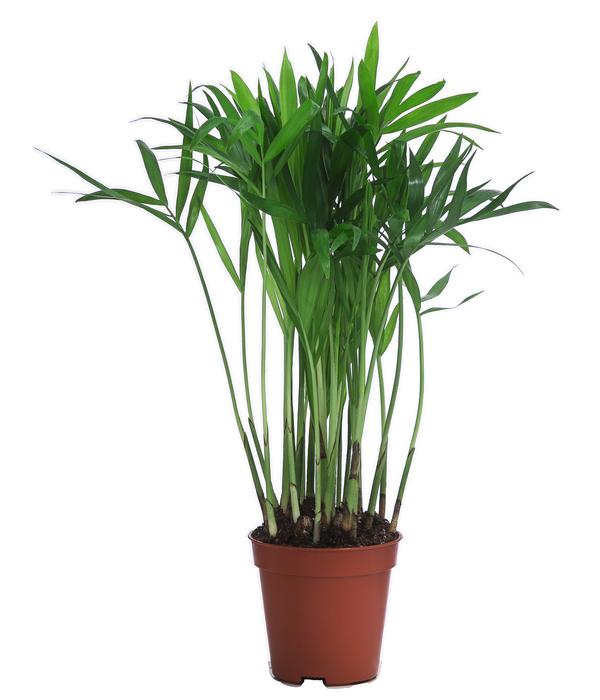 Bergpalmen-Set - Chamaedorea elegans, 3-teilig