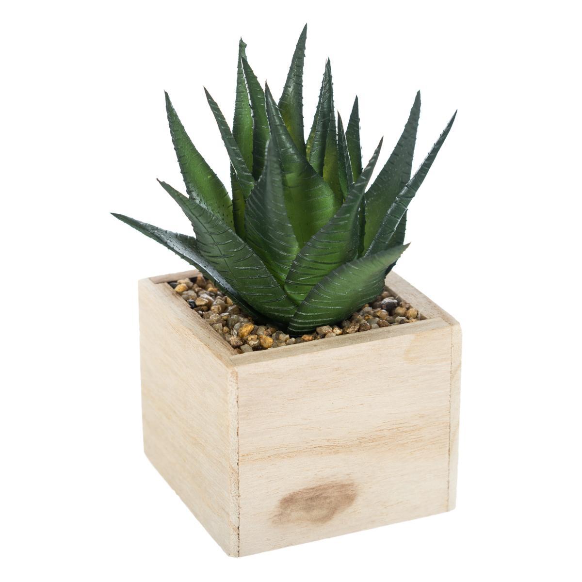 PLANTE VERTE BOIS CHIC H.14CM
