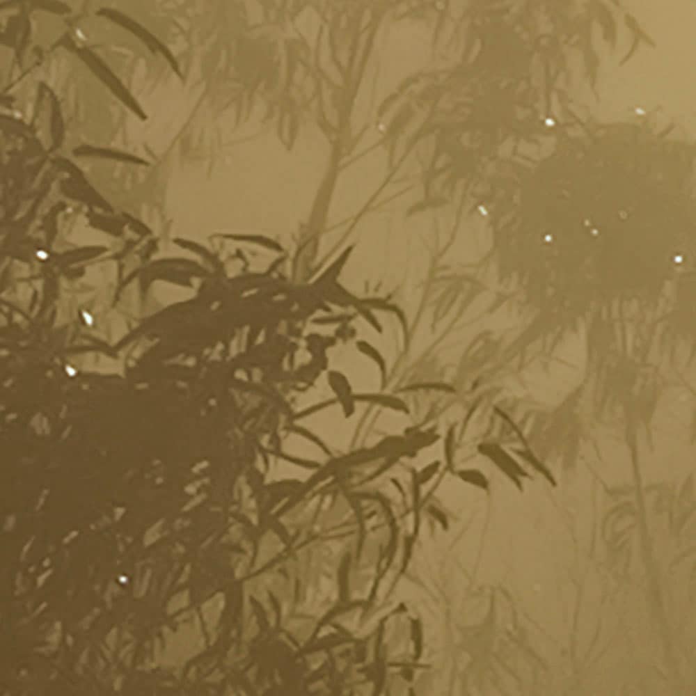 Komar Fototapete »Digitaldruck Vlies -  Foggy Sunshine - Grösse 400 x 250 cm« bedruckt glatt Wohnzimmer, Schlafzimmer
