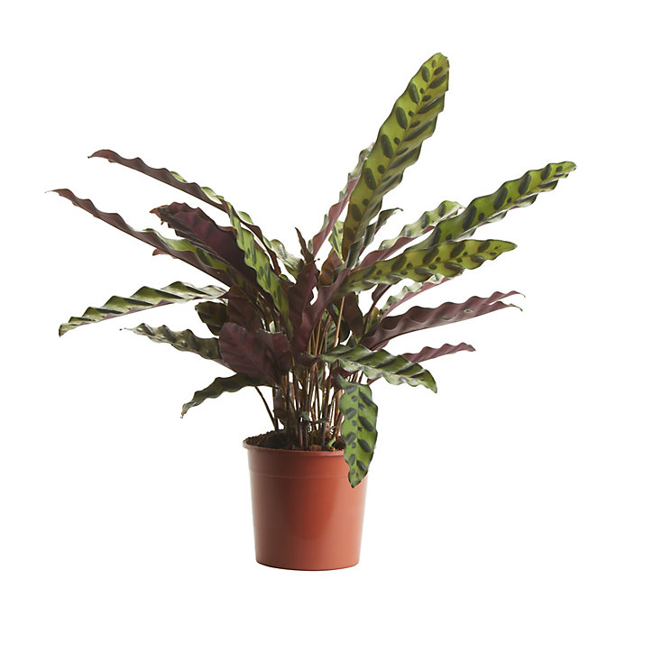 Calathéa lancifolia 14cm