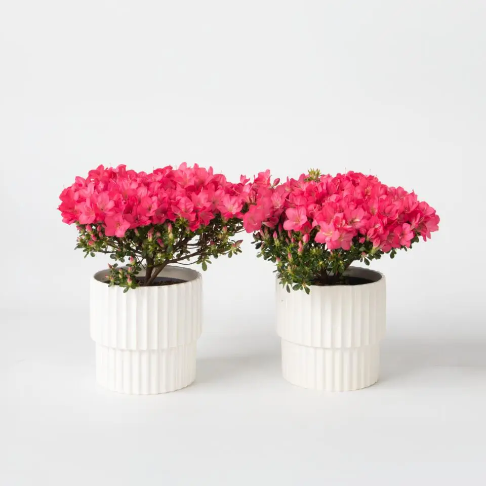 Japanse azalea - Set van 2 - Rhododendron 'Anouk' - Hoogte 25-40cm - ⌀17cm