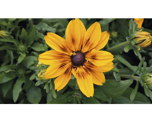 Zonnehoed Mix FloraSelf Rudbeckia x Hybride H 30-40 cm Co 5 L diverse soorten