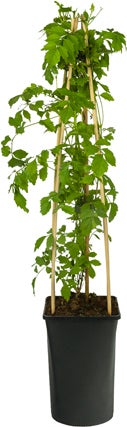 Trompetbloem (Campsis radicans 'Flava') D 16 H 75 cm