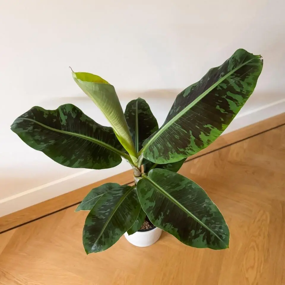 Bananenplant - Musa 'Dwarf Cavendish' - Hoogte 90-100cm - ⌀21cm