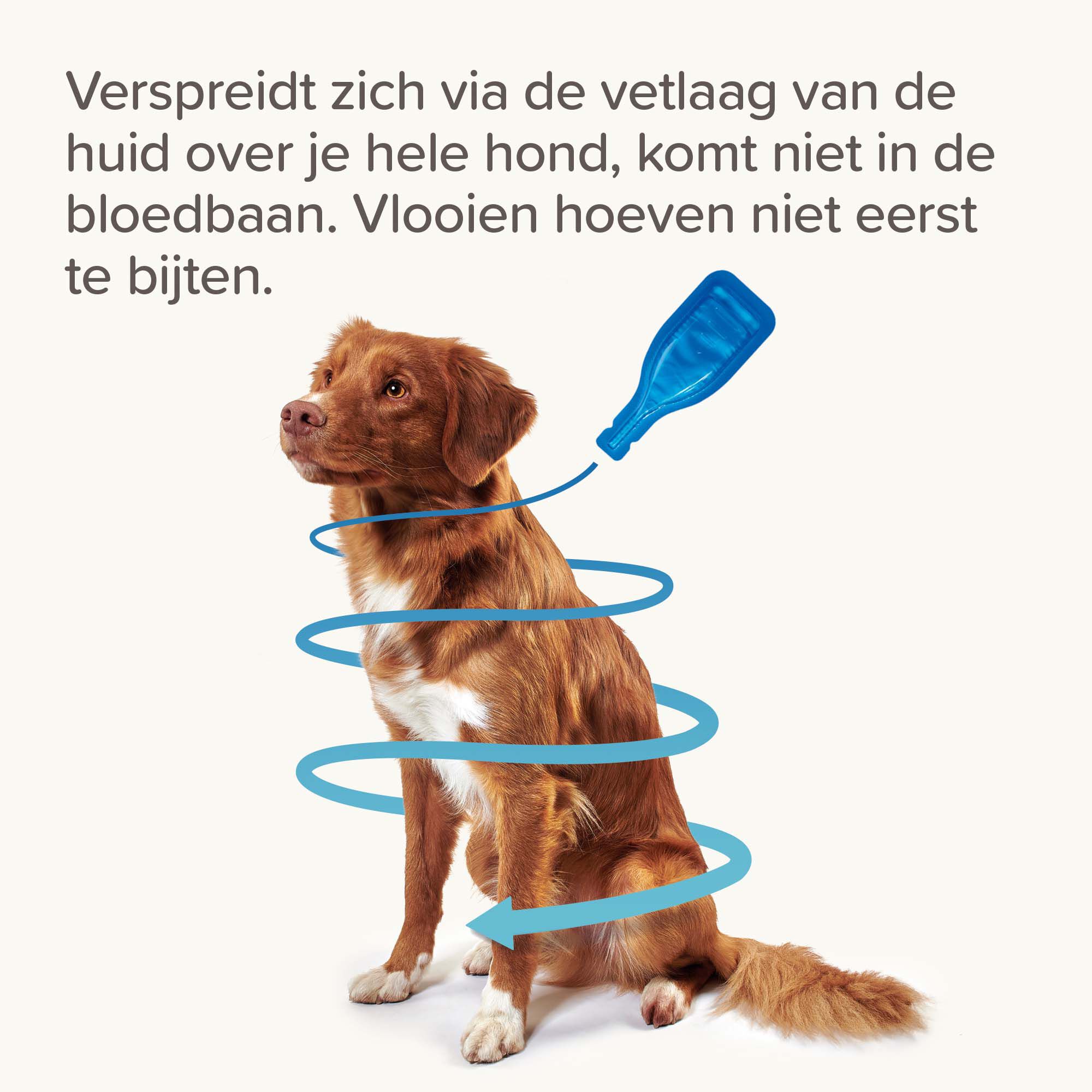 Beaphar Fiprotec Pipet - Anti Vlooien en teken - Hond - 4 Stuks - S