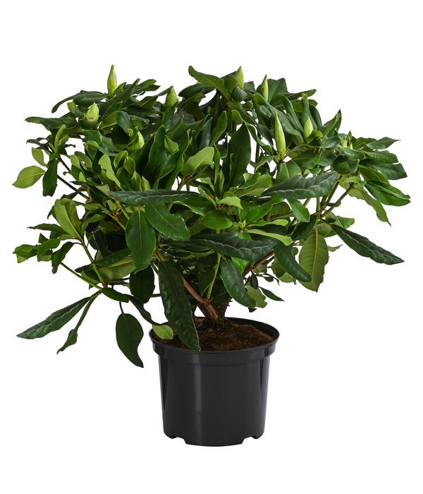 Rhododendron