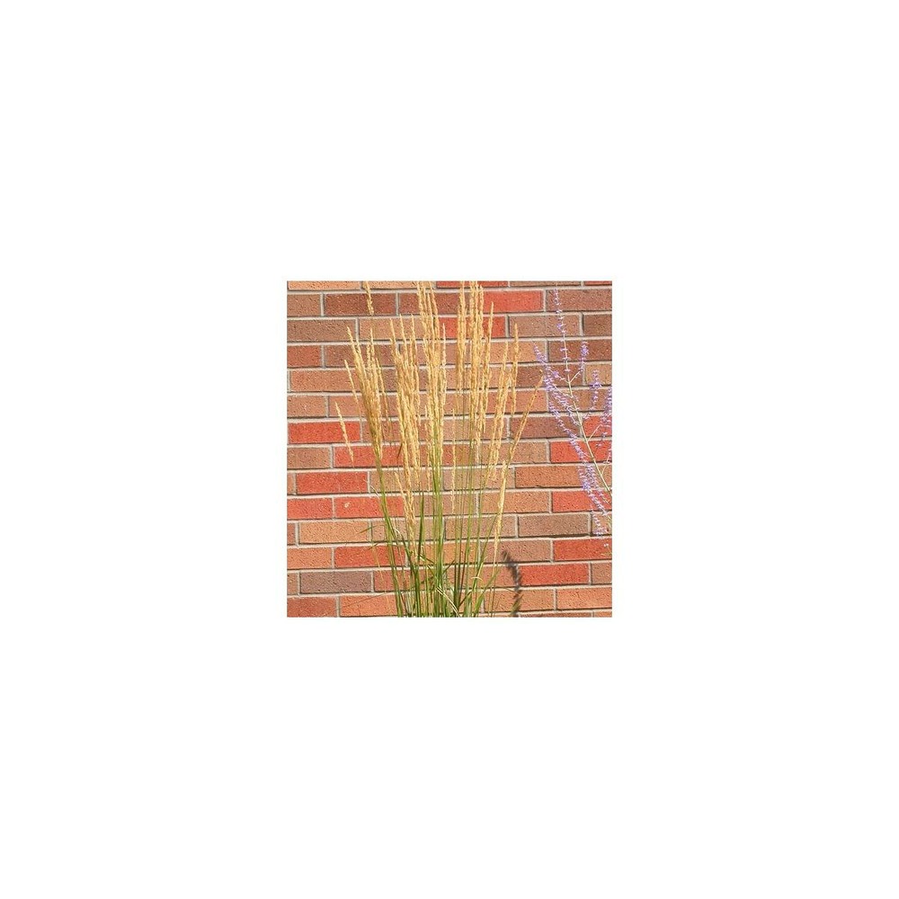 Calamagrostis acutiflora avalanche/calamagrostis acutiflora 'avalanche'[-]godet