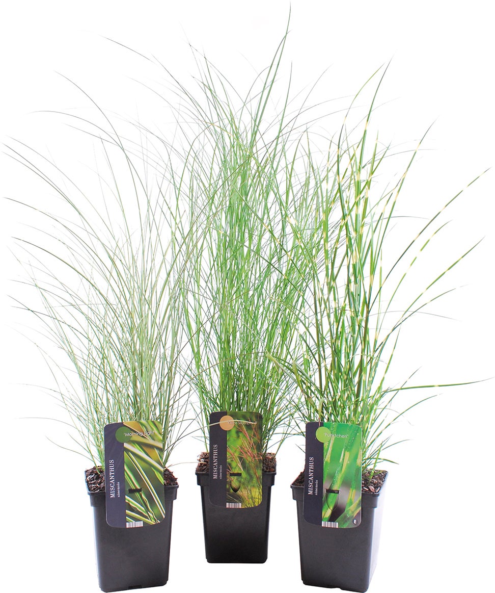 Chinees riet (Miscanthus sinensis 'Morning Light') D 9 H 15 cm
