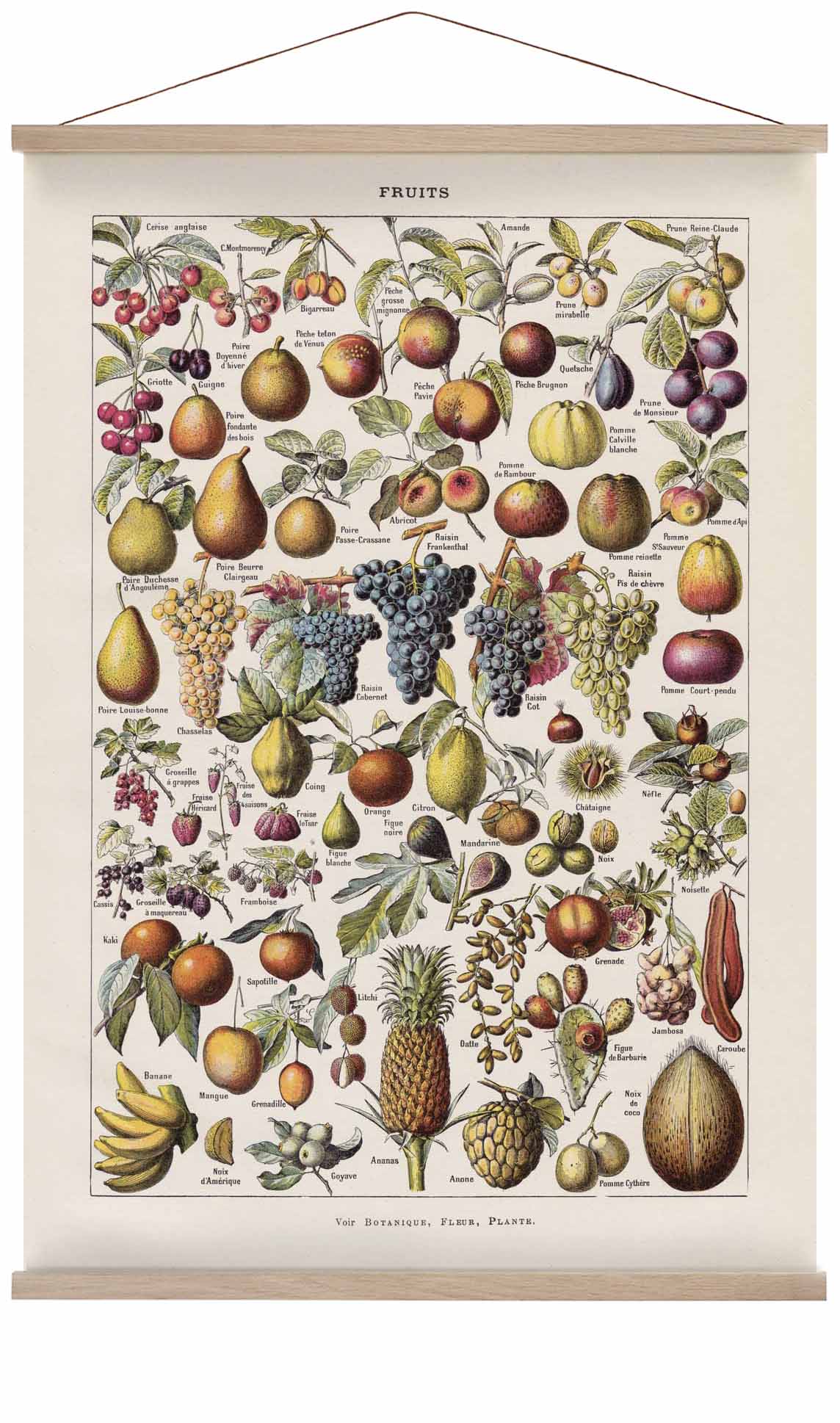 Antike Früchte von Adolphe Millot