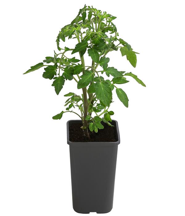 Cherrytomate 'Sungold'