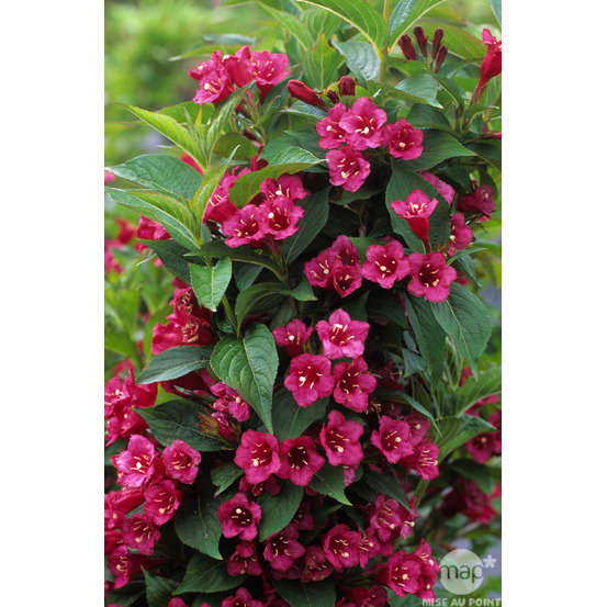 Weigela x ' Bristol Ruby ' : H 125/150 cm ctr 15 litres