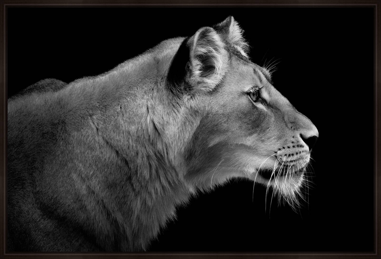 Lioness Portrait by Wolf Ademeit - Limited Edition. Edition of: 100. Signed.