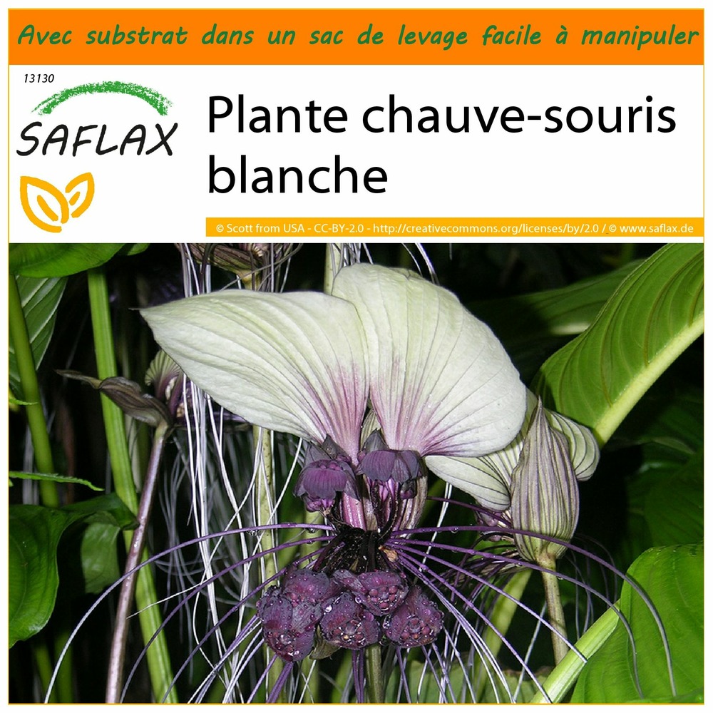 Jardin dans le sac - plante chauve-souris blanche - 10 graines - tacca integrifolia