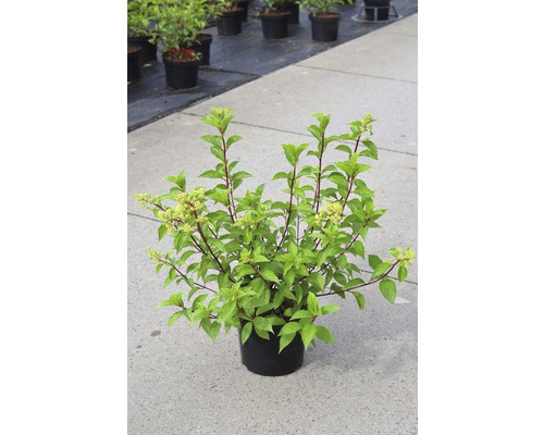 Pluimhortensia FloraSelf Hydrangea paniculata 'Vanille Fraise' H 50-60 cm Co 5 L