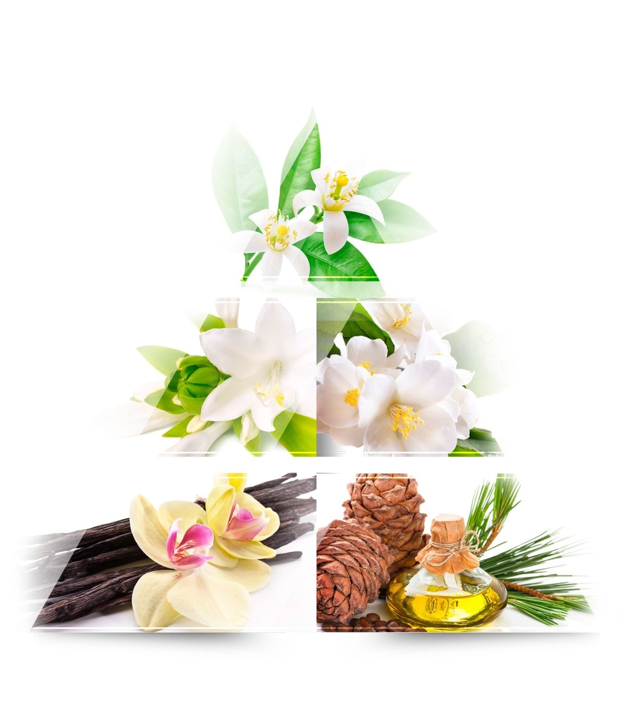 ONE AVENUE - Eau de parfum - Magnolia