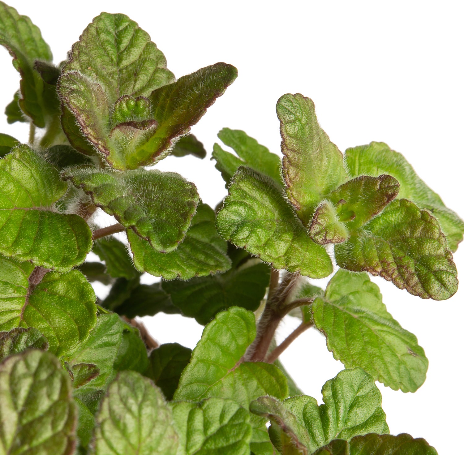 Borstelkrans (Clinopodium vulgare) D 11 H 10 cm