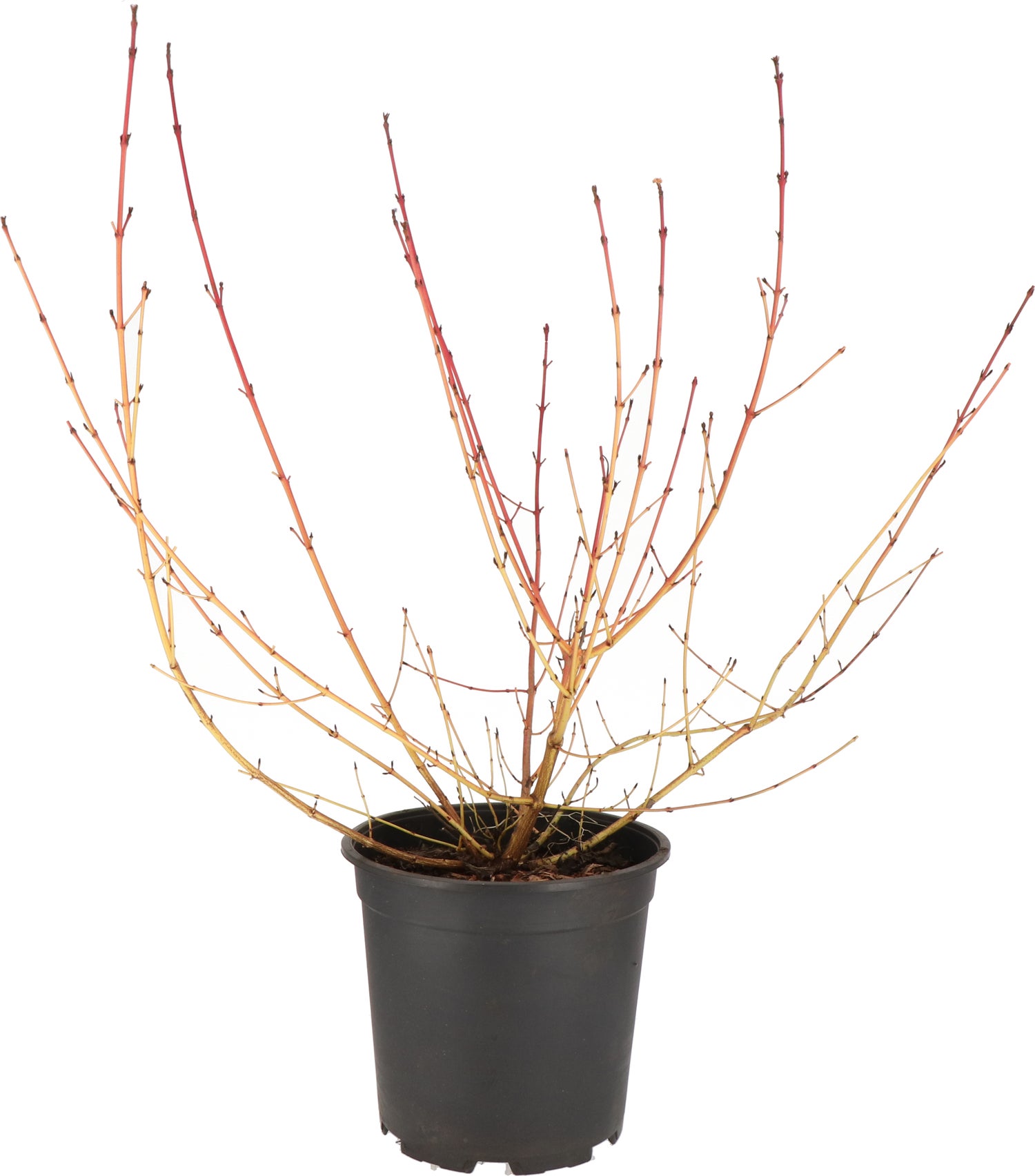 Kornoelje (Cornus sanguinea 'Midwinter Fire') D 24 H 60 cm