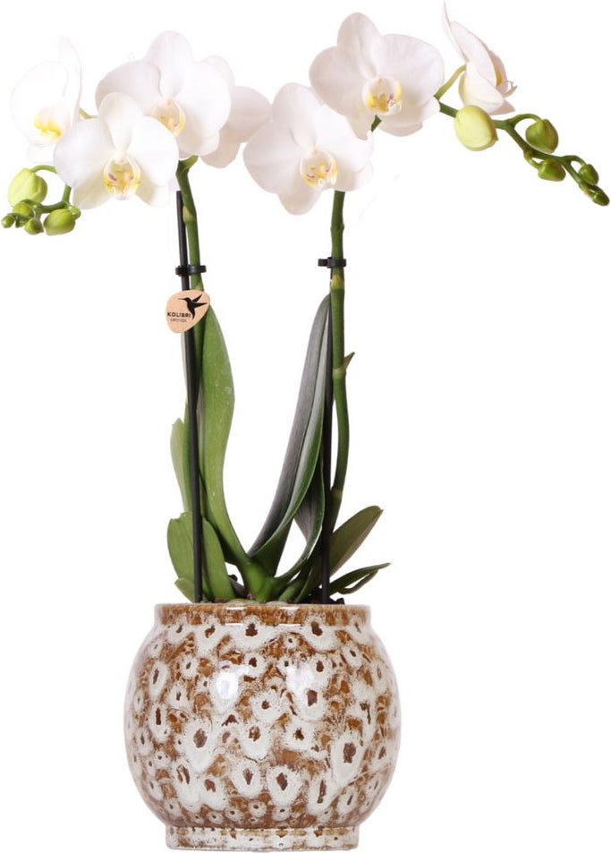 Intratuin Arrangement Safari Vlinderorchidee (Phalaenopsis) in pot D 9 H 40 cm
