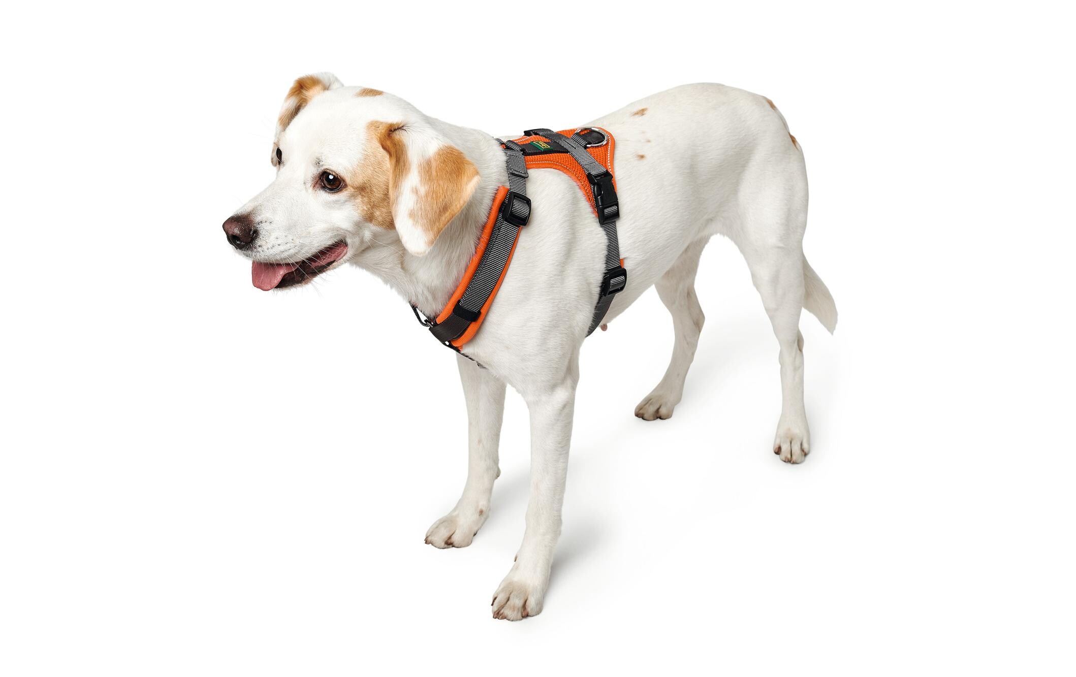 Geschirr Maldon, M, Orange/GrauHundegeschirr