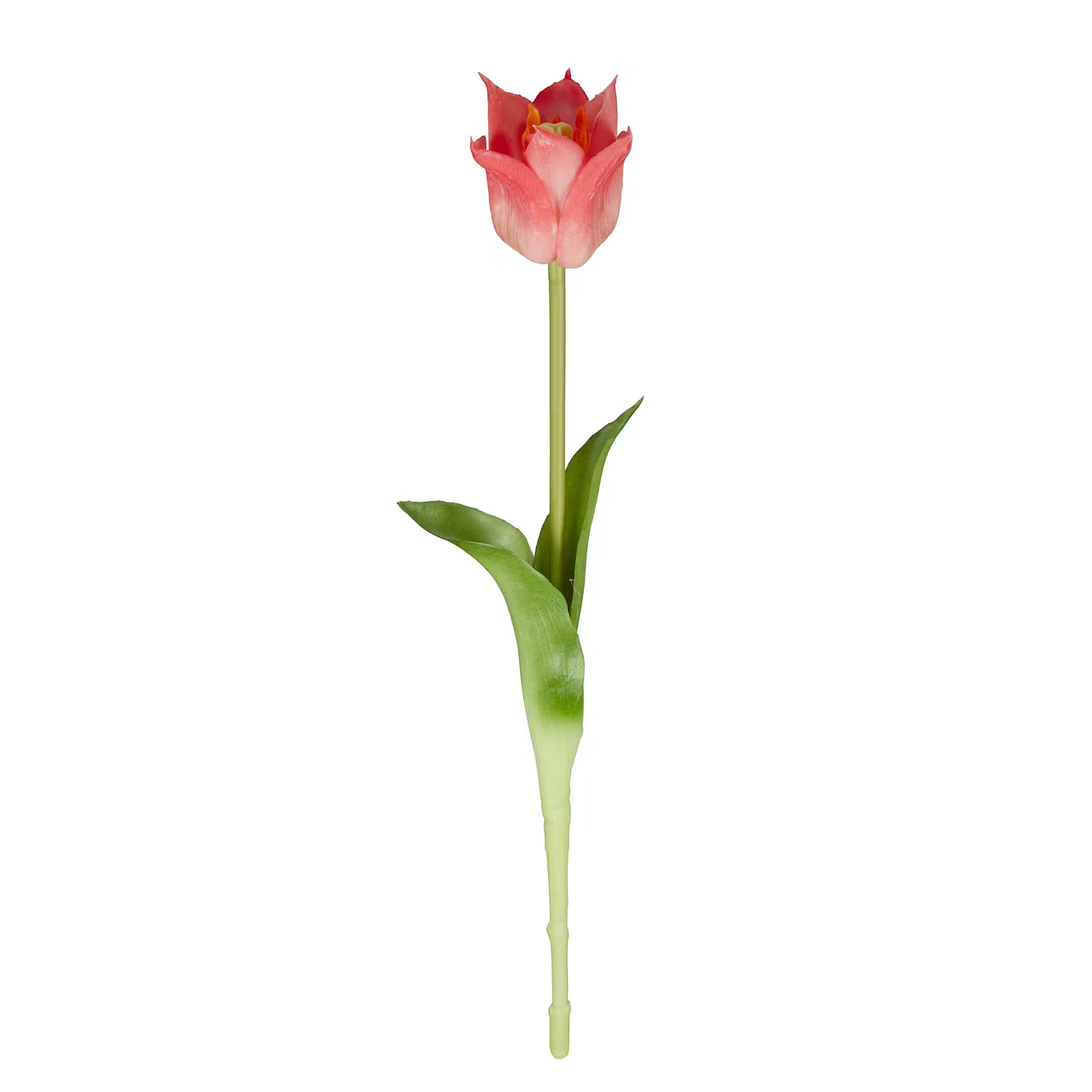 FLORISTA Tulpe 6er-Set