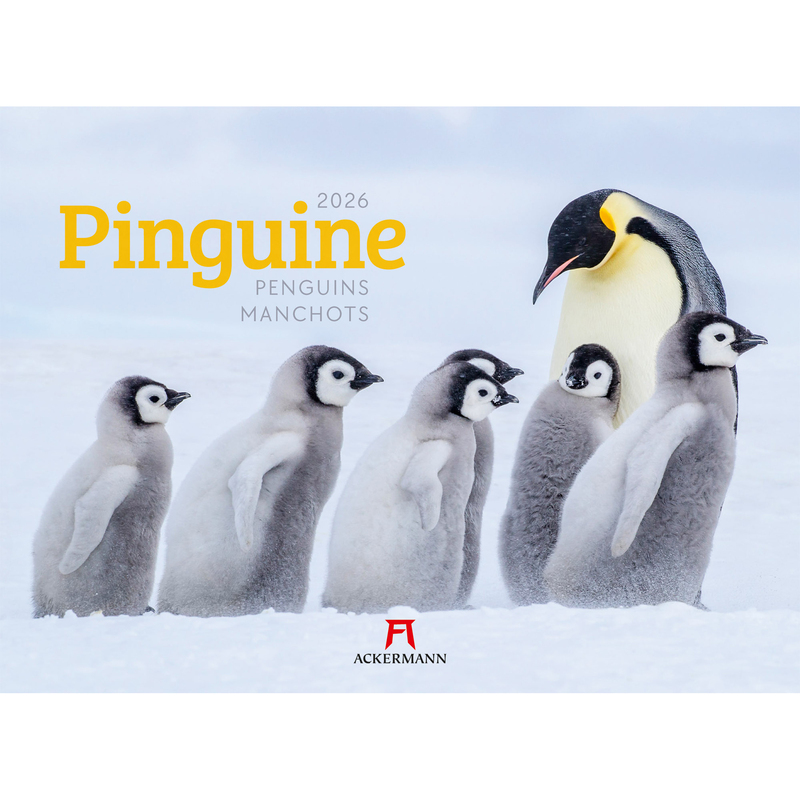 Ackermann Kunstverlag Bildkalender 2026 Pinguine, 1 Monat / Seite