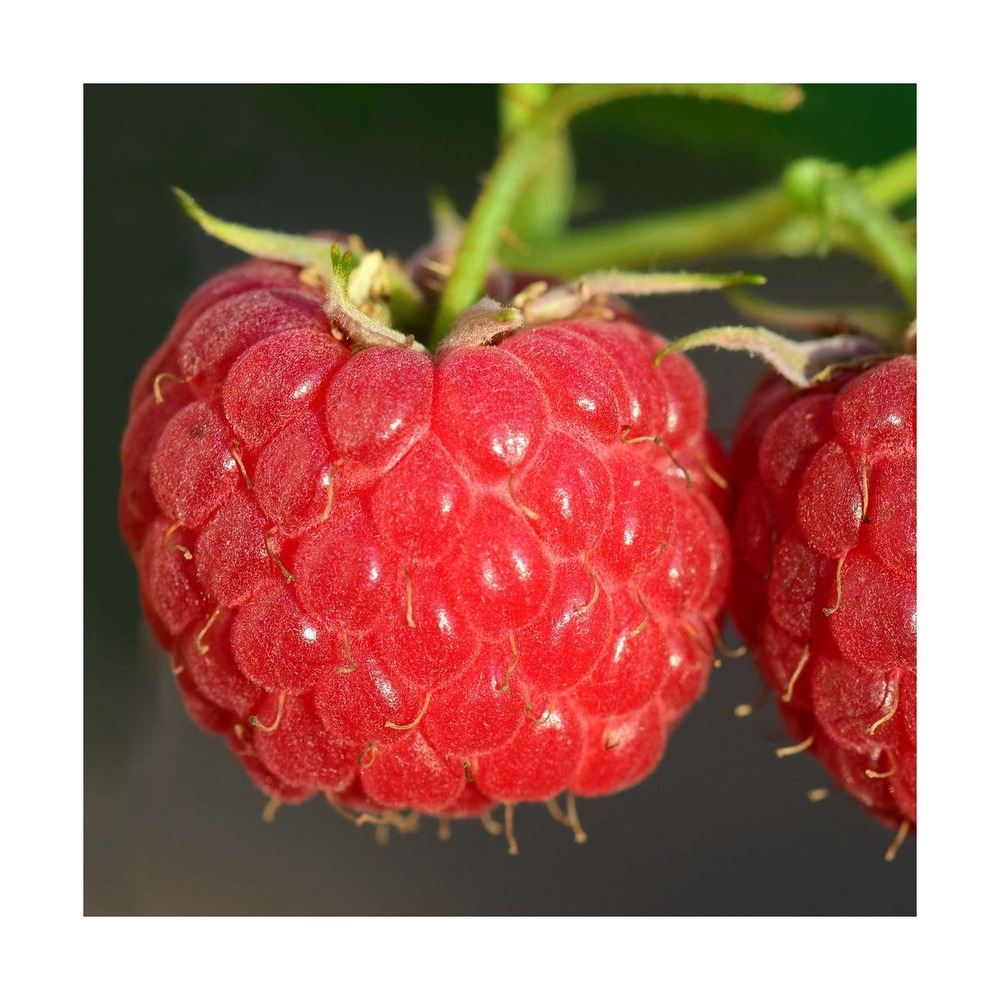 Framboisier idaeus september/rubus idaeus september[-]pot de 3 l - 40/50 cm
