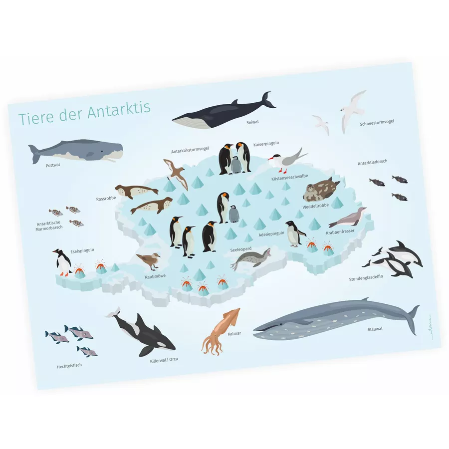Nikima Poster Kinder Lernposter - Tiere der Antarktis - in 3 Größen bunt