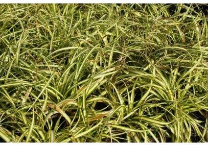 Zegge (Carex oshimensis 'Evergold') D 9 H 10 cm