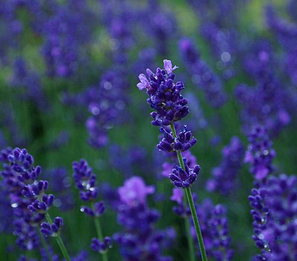 Lavendel 'Dark Surprise'