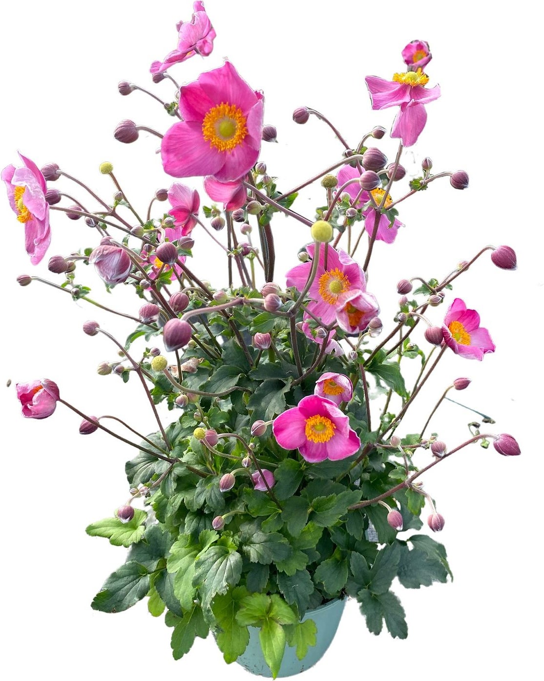 Herfstanemoon (Anemone hupehensis 'Fantasy Jasmine') D 17 H 50 cm