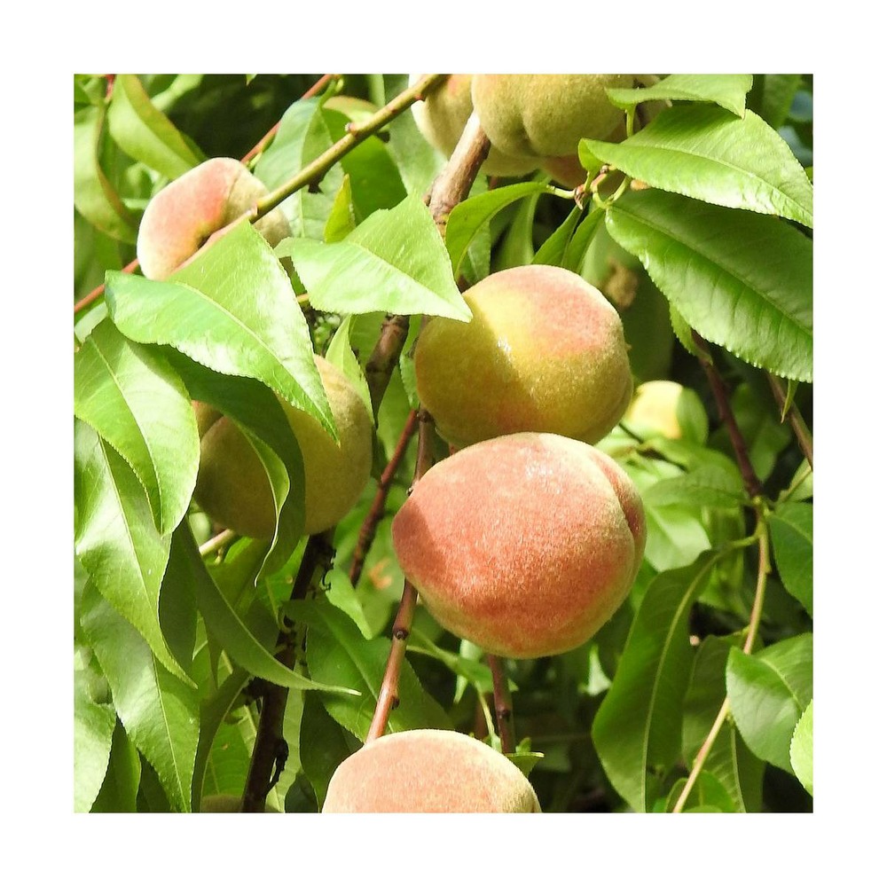Pêcher persica j h hale/prunus persica j h hale[-]pot de 10l - gobelet 2 ans