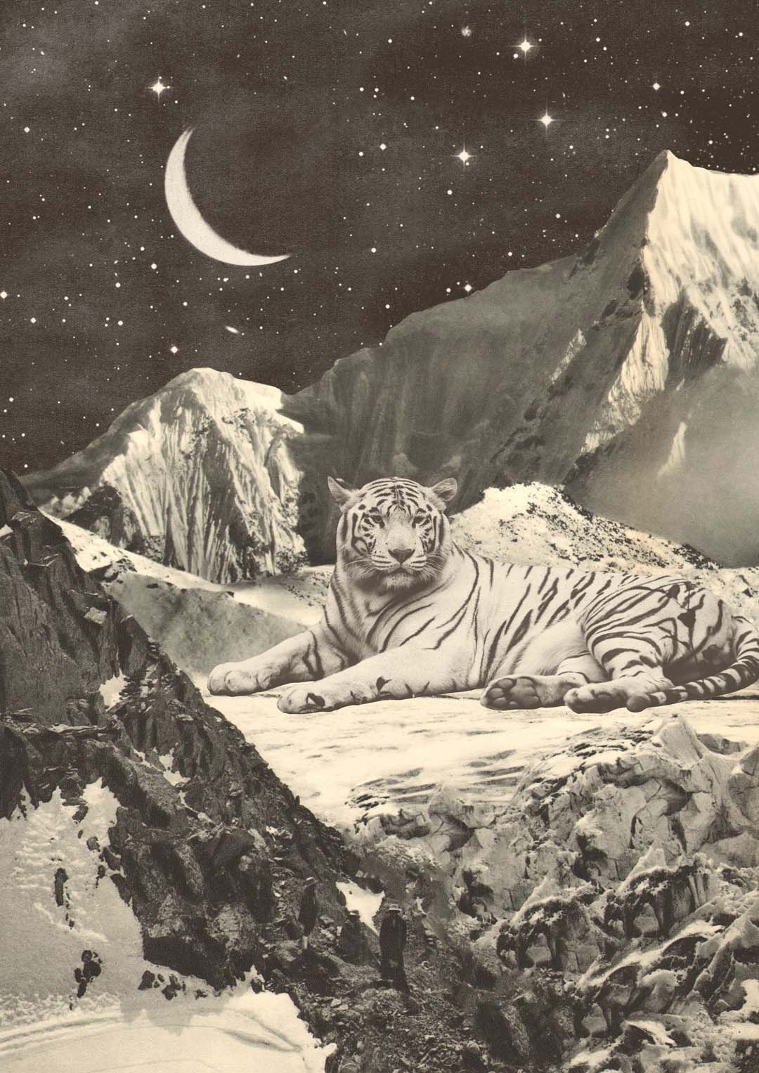 Riesiger weißer Tiger in den Bergen von Florent Bodart