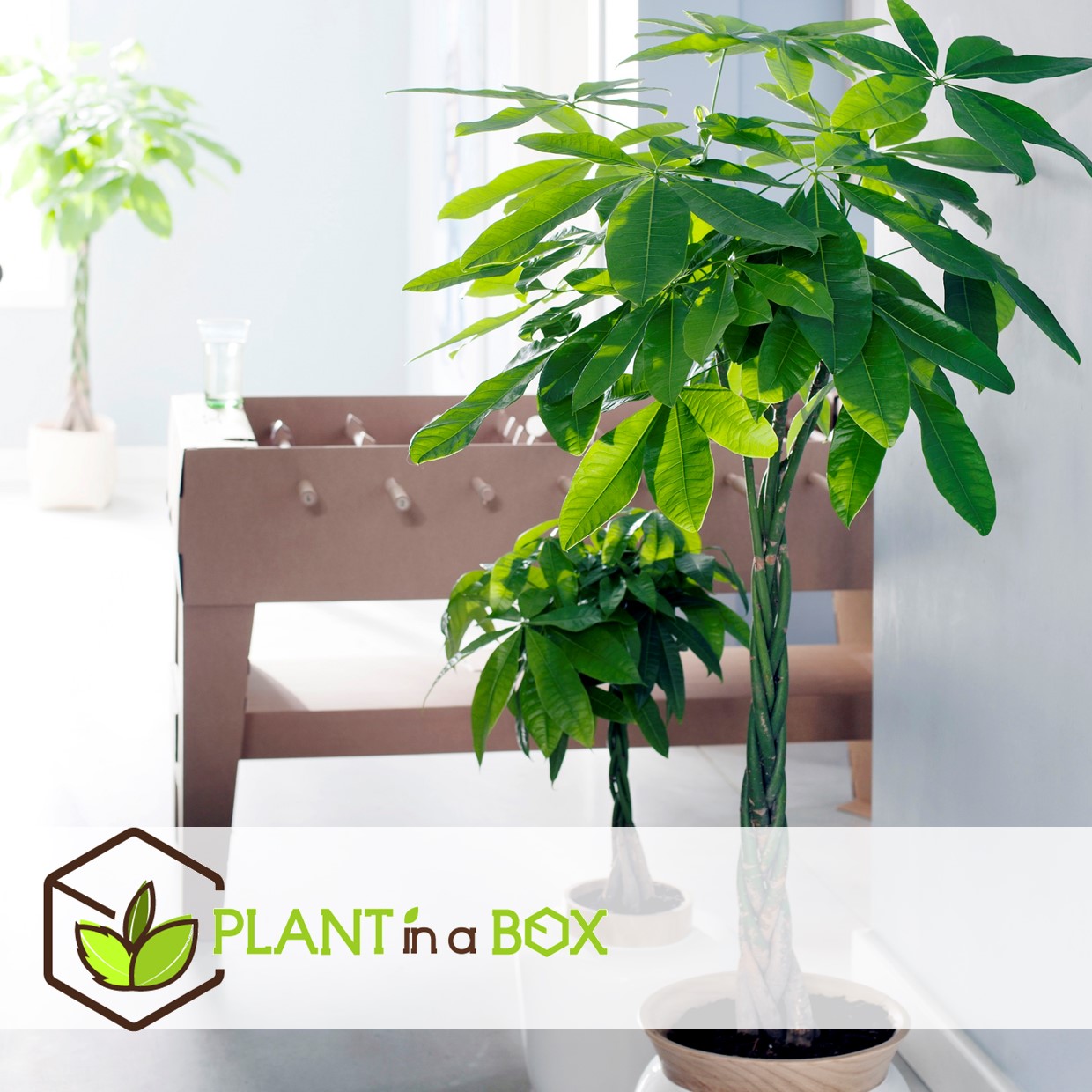 Pachira aquatica - 'money tree' - pot 17cm - hauteur 60-70cm