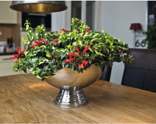 Hangmand, Aeschynanthus FloraSelf Aeschynanthus cultivars 'Rasta' H 35-45 cm Ø 15 cm pot