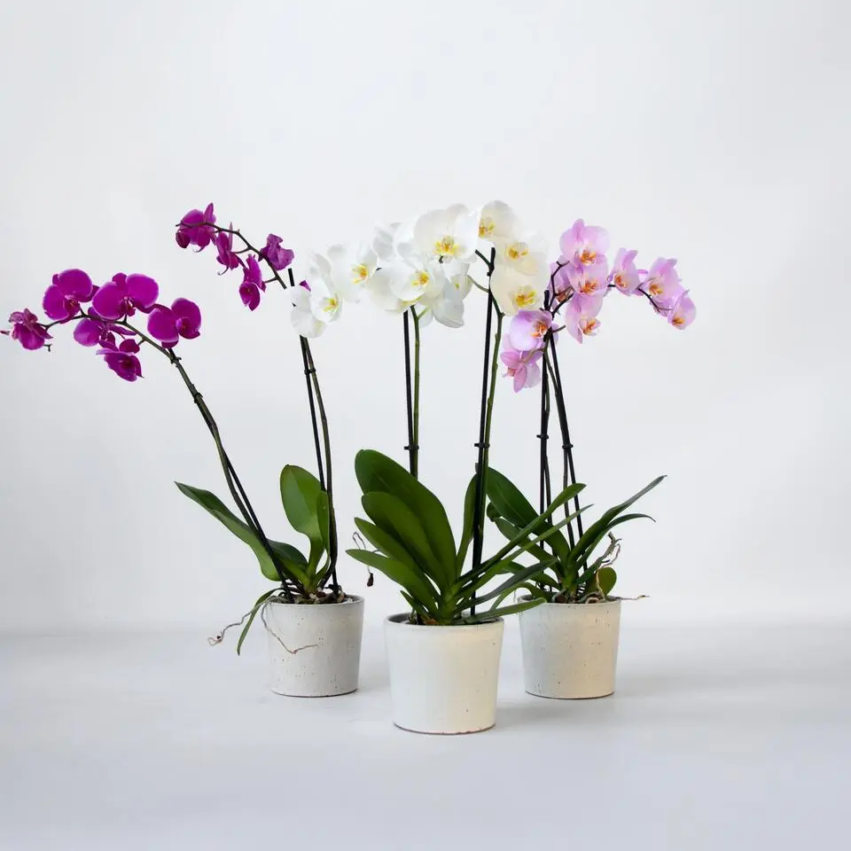 Vlinderorchidee - Mix van 3 - Phalaenopsis - Hoogte 50-60cm - ⌀12cm