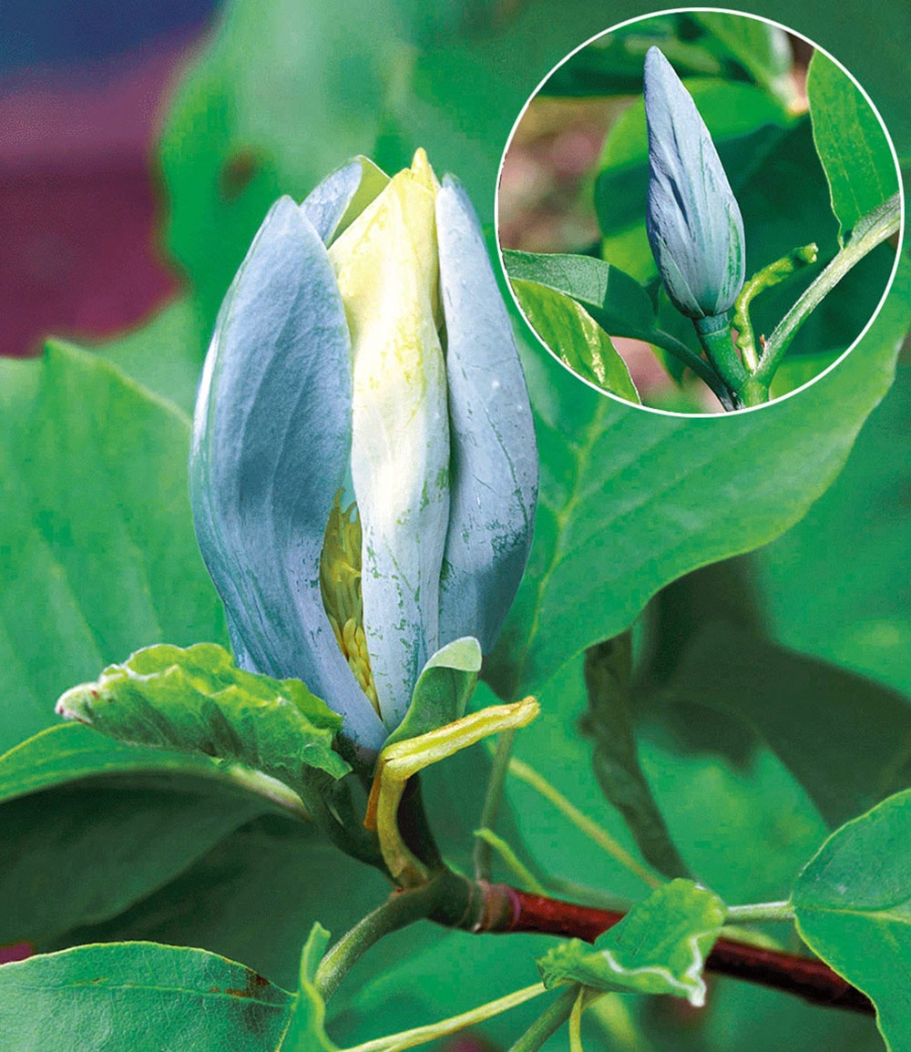 Magnolien-Sortiment zum Vorteilspreis